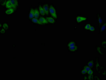 CANX Antibody