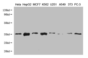 CYC1 Antibody
