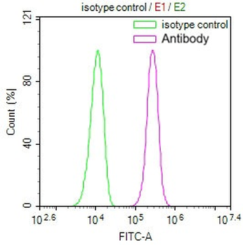 CYC1 Antibody