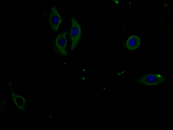 PERK Antibody