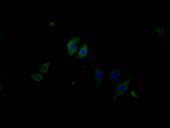 PERK Antibody