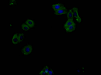 PERK Antibody