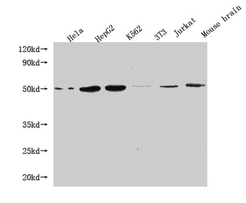 FLOT1 Antibody