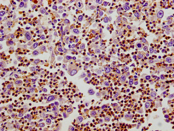 FLOT1 Antibody