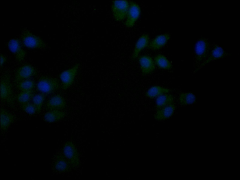 FLOT1 Antibody