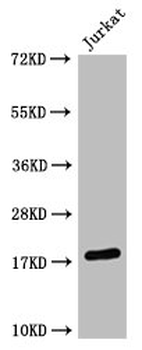 HistoneH3 Antibody