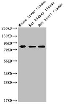 MMUT Antibody
