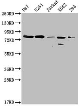 MMUT Antibody