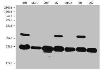 PRDX3 Antibody