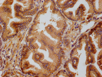PRDX3 Antibody