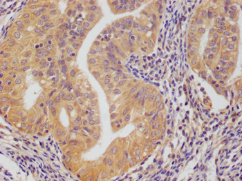 PRDX3 Antibody