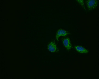 PRDX3 Antibody