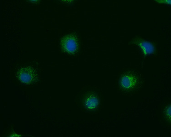 PRDX3 Antibody