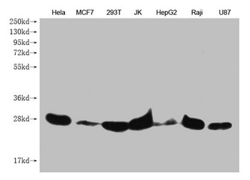 PRDX3 Antibody