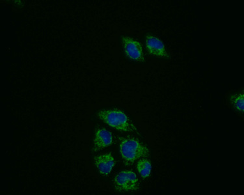 PRDX3 Antibody
