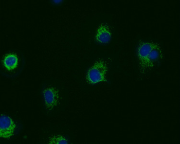 PRDX3 Antibody