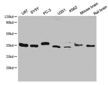 SDCBP Antibody