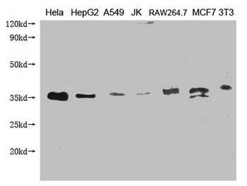 SDCBP Antibody