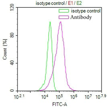 SLN Antibody