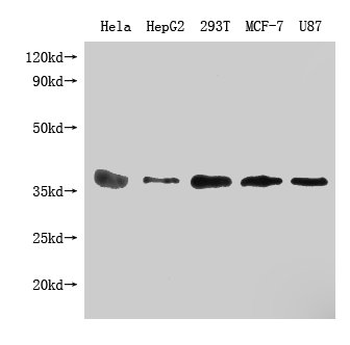 PPA1 Antibody