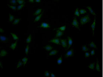 PPA1 Antibody