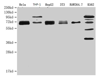 NFE2L2 Antibody