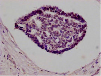 NFE2L2 Antibody