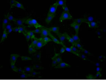 NFE2L2 Antibody