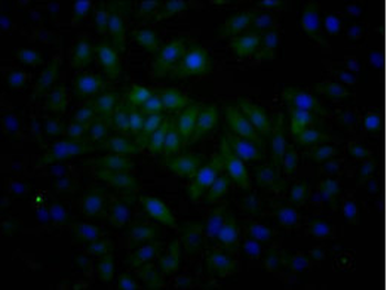 NFE2L2 Antibody