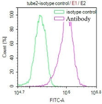 NFE2L2 Antibody