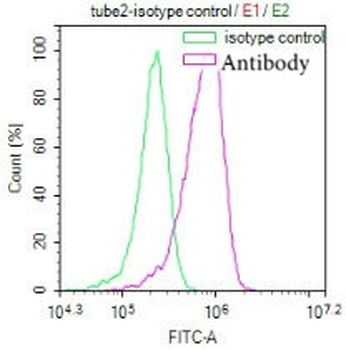 NFE2L2 Antibody