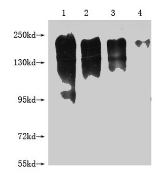 MERTK Antibody