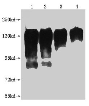 MERTK Antibody
