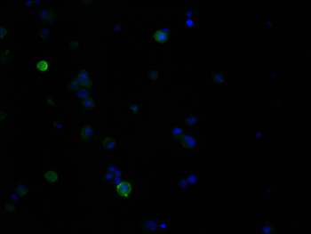 MERTK Antibody