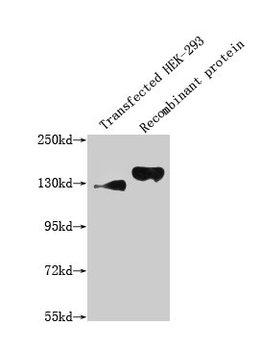 SEMA4D Antibody