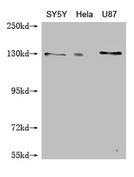 MCM9 Antibody