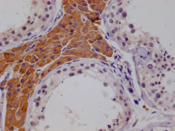 MCM9 Antibody