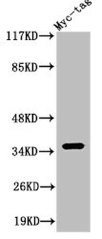 Myc Antibody