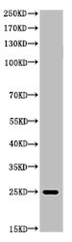 His Antibody