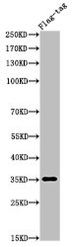 Flag Antibody