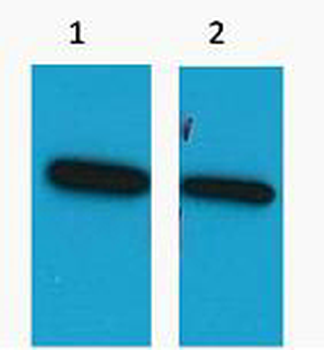 ECFP Antibody