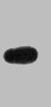 BFP Antibody
