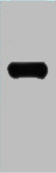LexA DNA Binding Region Antibody