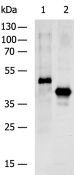 Flag Antibody