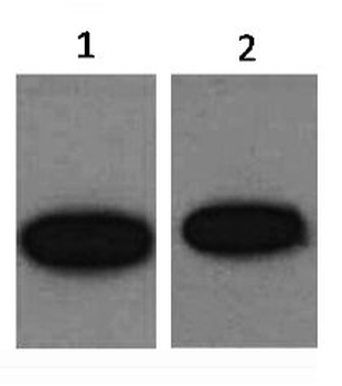 GFP Antibody