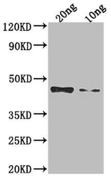Non-structural polyprotein Antibody