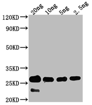 cry1Bb Antibody