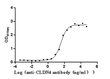 CLDN4 Antibody