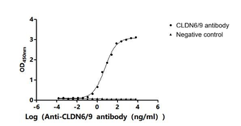 CLDN6/9 Antibody