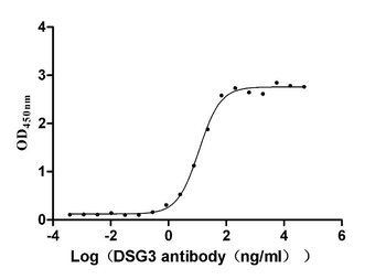DSG3 Antibody